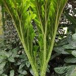 Amorphophallus titanum Blatt