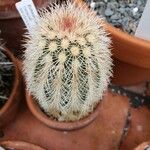 Echinocereus pectinatus Leaf