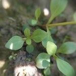 Lindernia dubia 葉
