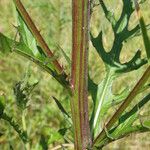 Cirsium muticum Bark