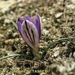 Crocus corsicus Flower