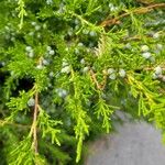 Juniperus sabina Liść