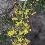 Galium arenarium Blüte