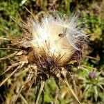 Silybum marianum Frucht