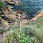 Allium commutatum Kukka