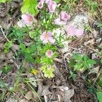 Sabatia angularis Кветка