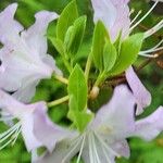 Rhododendron yunnanense Hoja