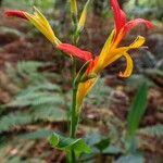 Canna x generalis Flower