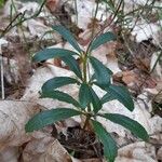 Chimaphila umbellata Ліст