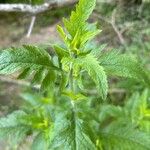 Dasistoma macrophylla Leaf