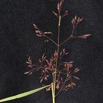 Agrostis micrantha