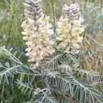 Astragalus miguelensis 花