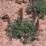 Lupinus sellulus Habit