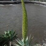 Agave attenuata Blüte