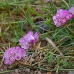 Armeria multiceps फूल