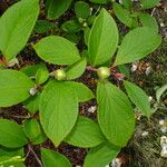 Stewartia pseudocamellia Folla