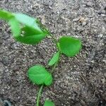 Drymaria cordata Leaf