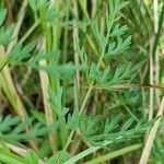 Peucedanum palustre Leaf