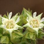 Potentilla tilingii Flor