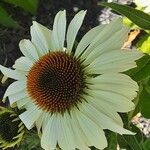 Echinacea pallida Virág