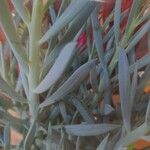 Senecio serpens Blad