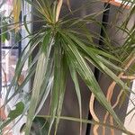 Dracaena reflexa Lehti