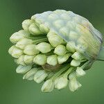 Allium victorialis Blomst