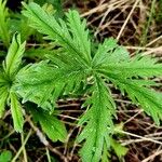 Potentilla gracilis Leaf