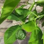 Citrus reticulata 果實