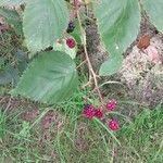 Rubus gratus ഫലം