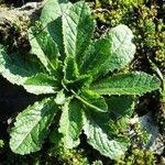 Lactuca virosa Leaf