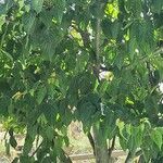 Acer davidii Feuille