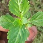 Stemodia verticillata Blatt