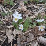 Enemion biternatum Flower