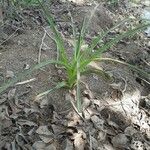 Crinum viviparum Leaf