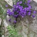 Campanula carnica Flower