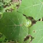 Solanum viarum Gyümölcs