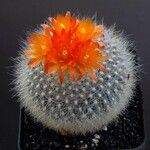 Parodia haselbergii ᱵᱟᱦᱟ