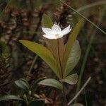 Trientalis europaea Flower