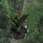 Euphorbia nivulia Flor