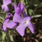 Matthiola sinuataFlower