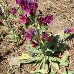 Echium creticum Habitus