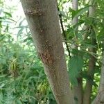 Salix pentandra പുറംതൊലി