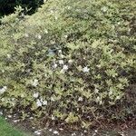 Rhododendron schlippenbachii Habit