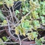 Coleus hadiensis Blatt