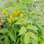 Senna occidentalis Blomst