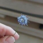 Jasione montana Flower