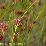 Rhynchospora fusca Fruit