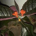 Chrysothemis pulchella Virág