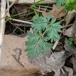 Corydalis flavula Leaf